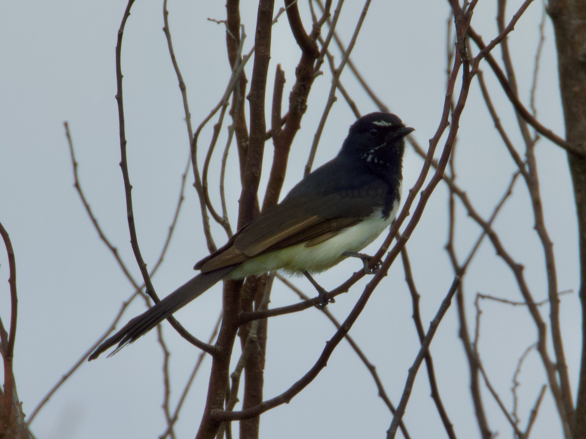 Willie-wagtail - ML643467405