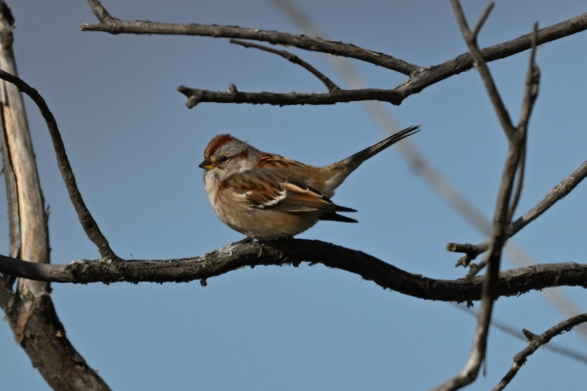 American Tree Sparrow - ML643467418