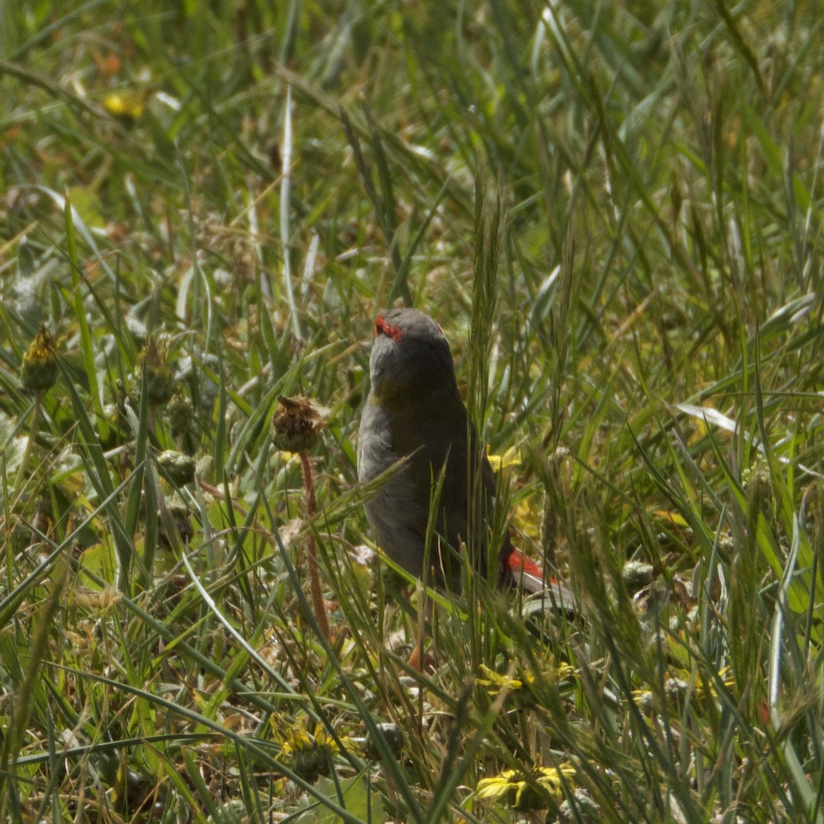 Red-browed Firetail - ML643467419