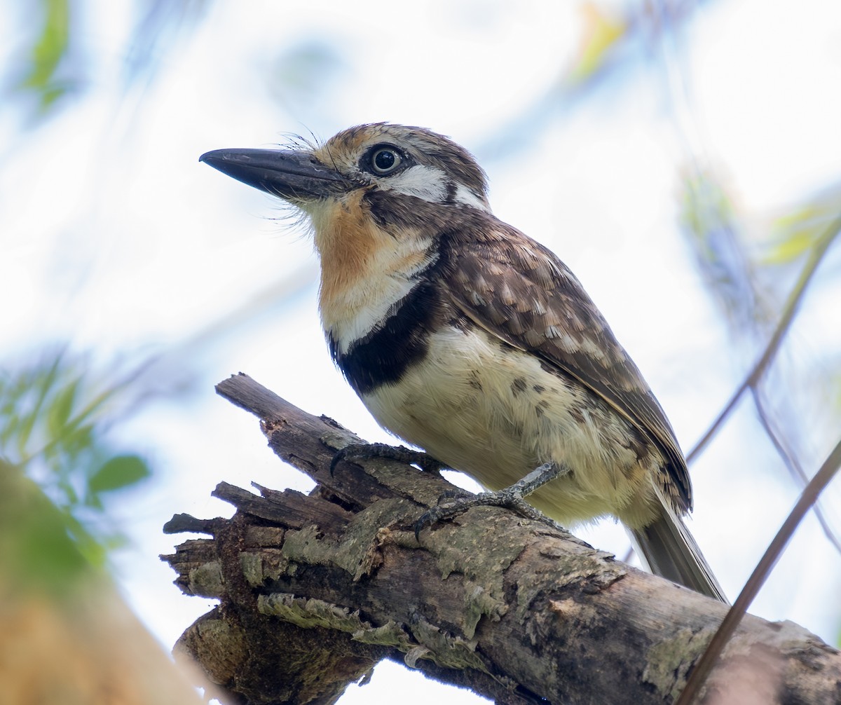 Russet-throated Puffbird - ML643467421