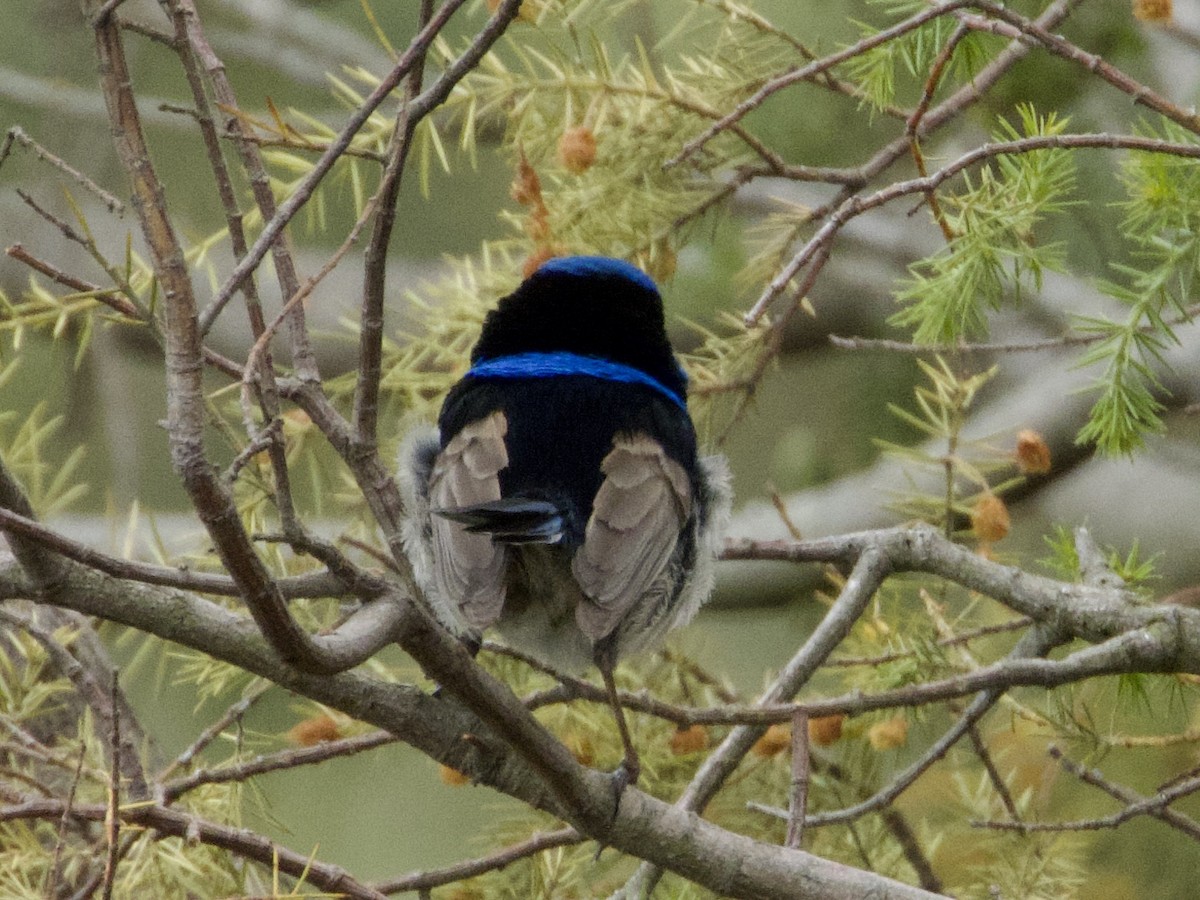 Superb Fairywren - ML643467426