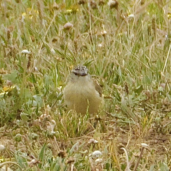 Yellow-rumped Thornbill - ML643467431