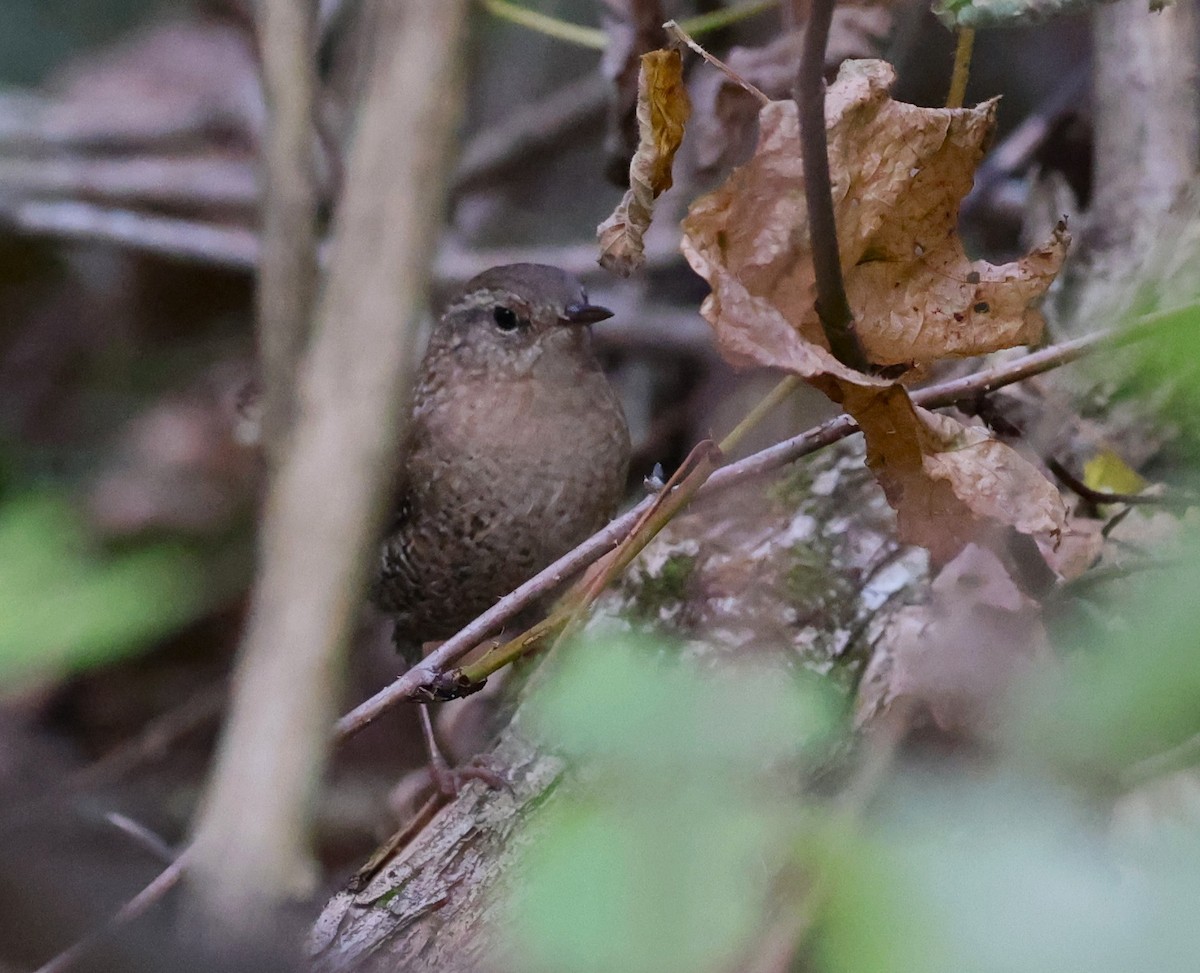 Winter Wren - ML643467436