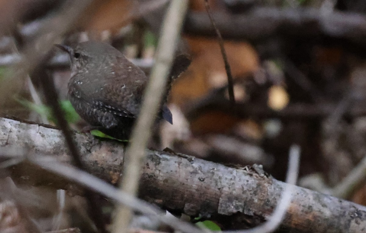 Winter Wren - ML643467442