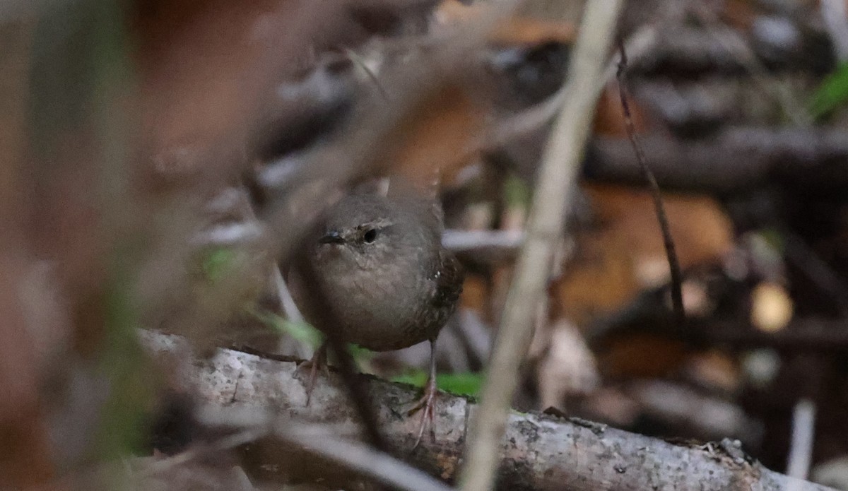 Winter Wren - ML643467444