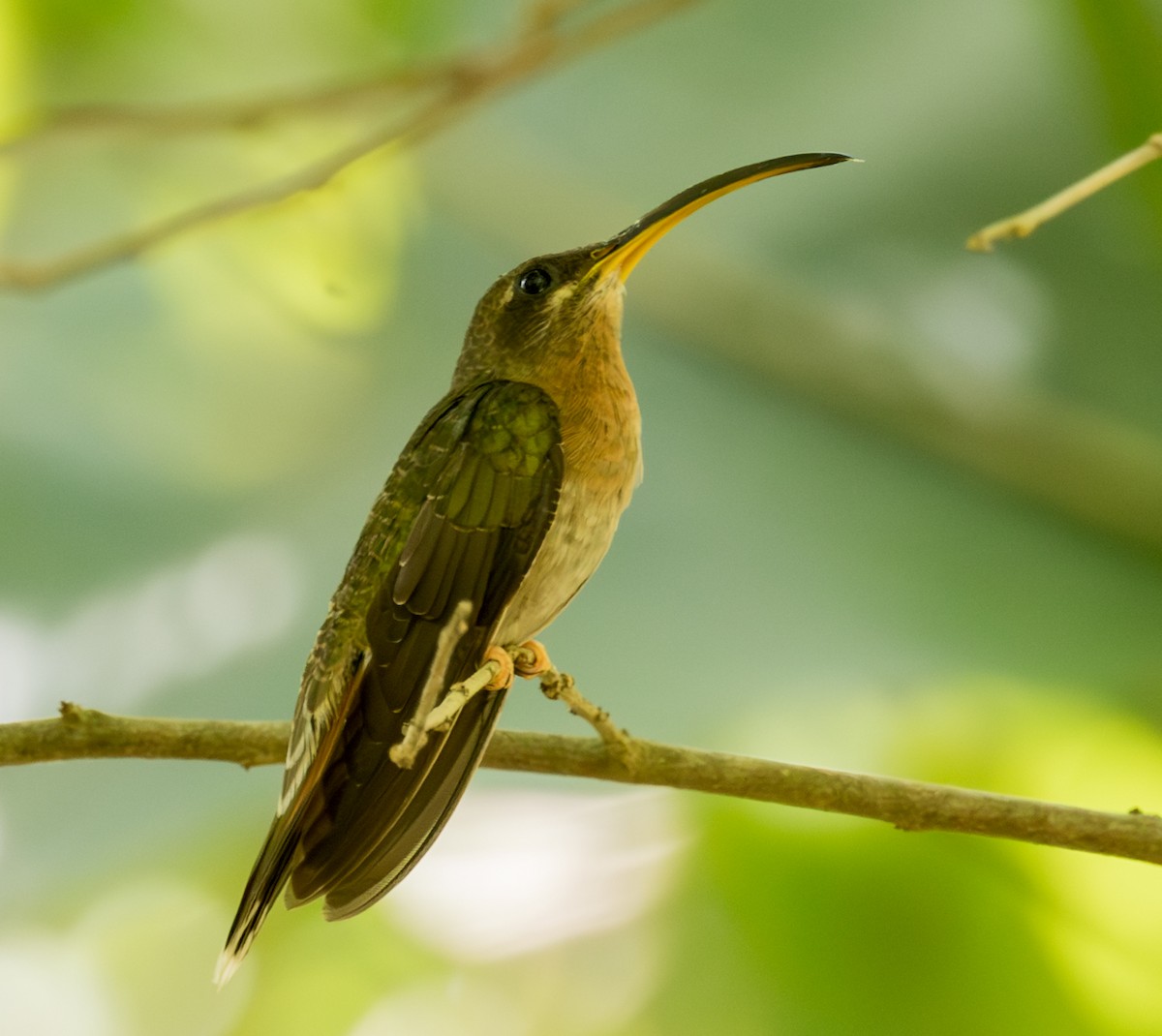 Rufous-breasted Hermit - ML643467445