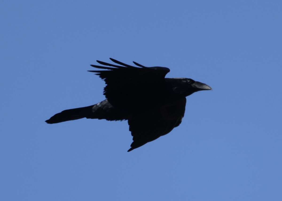 Common Raven - ML643467450