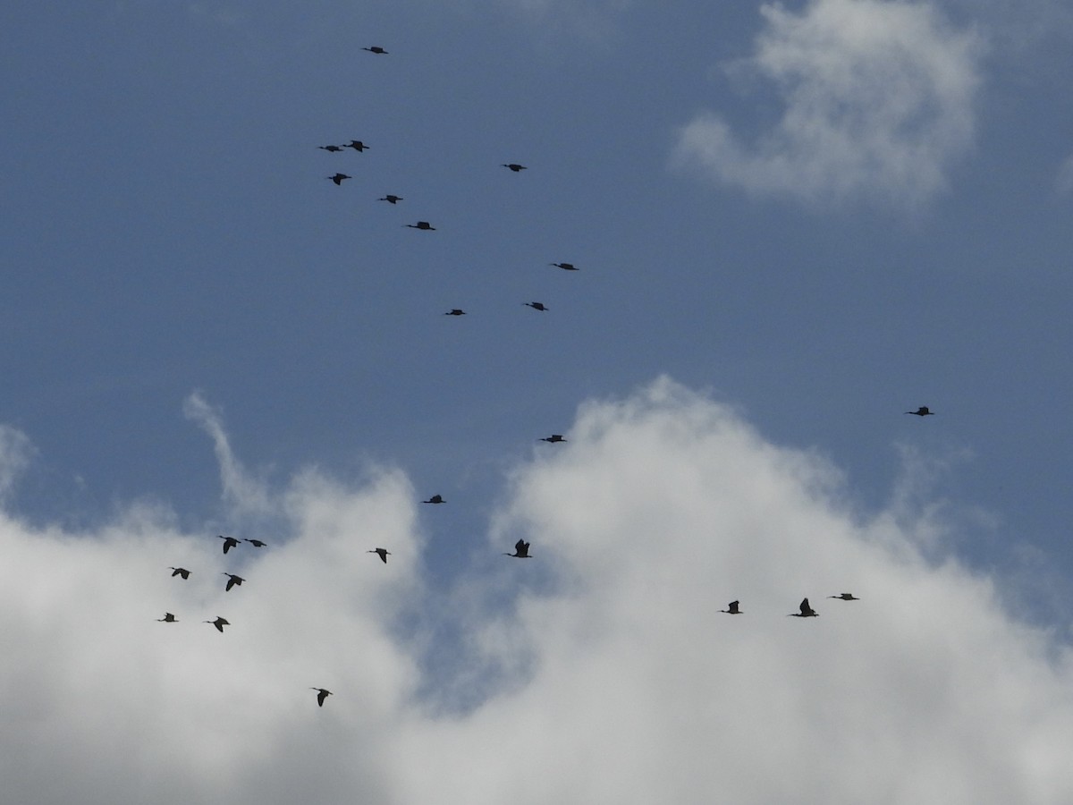 Straw-necked Ibis - ML643467451