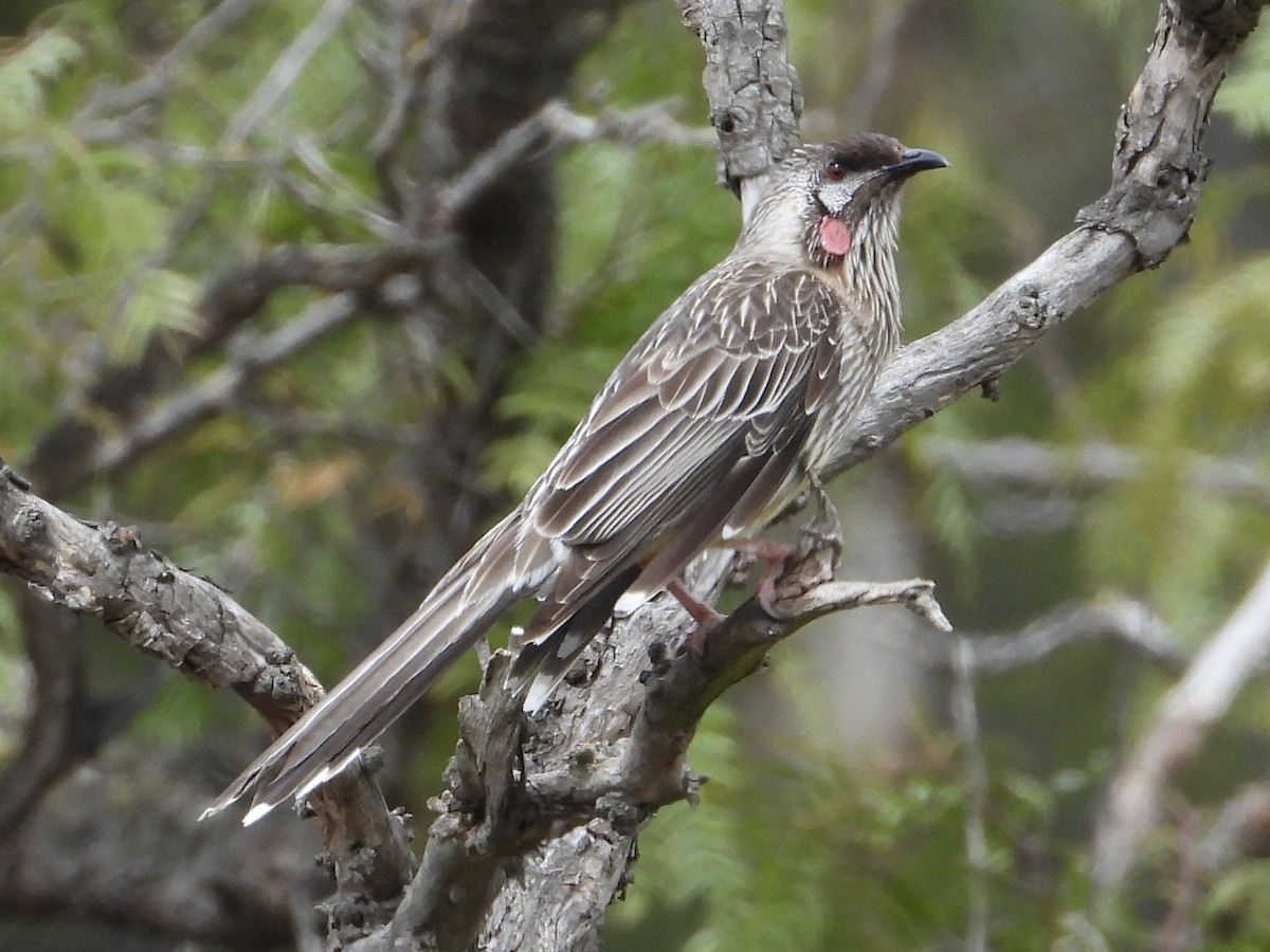 Red Wattlebird - ML643467459