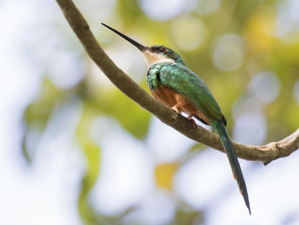 Rufous-tailed Jacamar - ML643467469