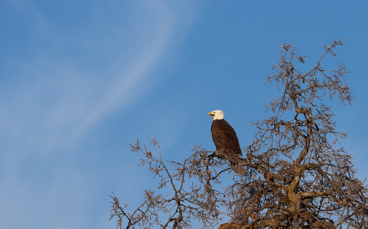 Bald Eagle - ML643467490