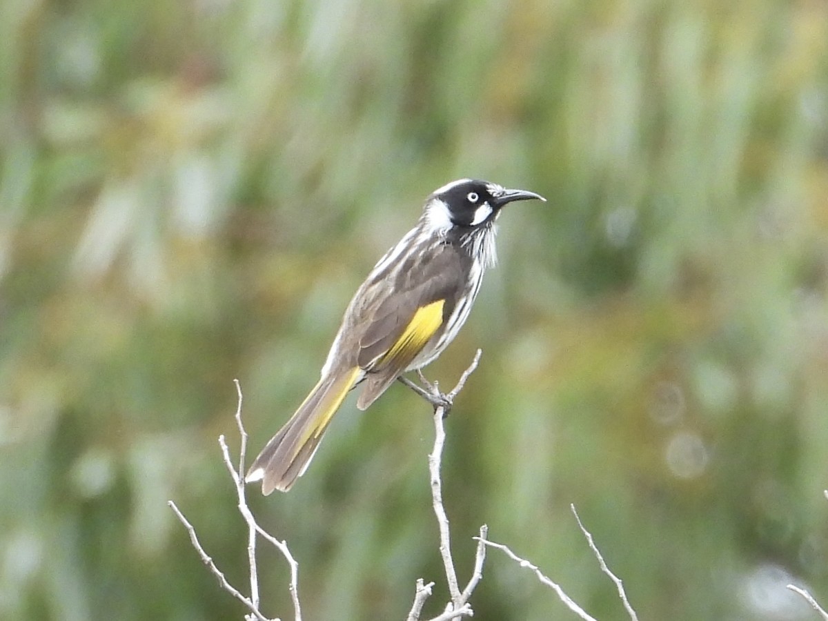 New Holland Honeyeater - ML643467499
