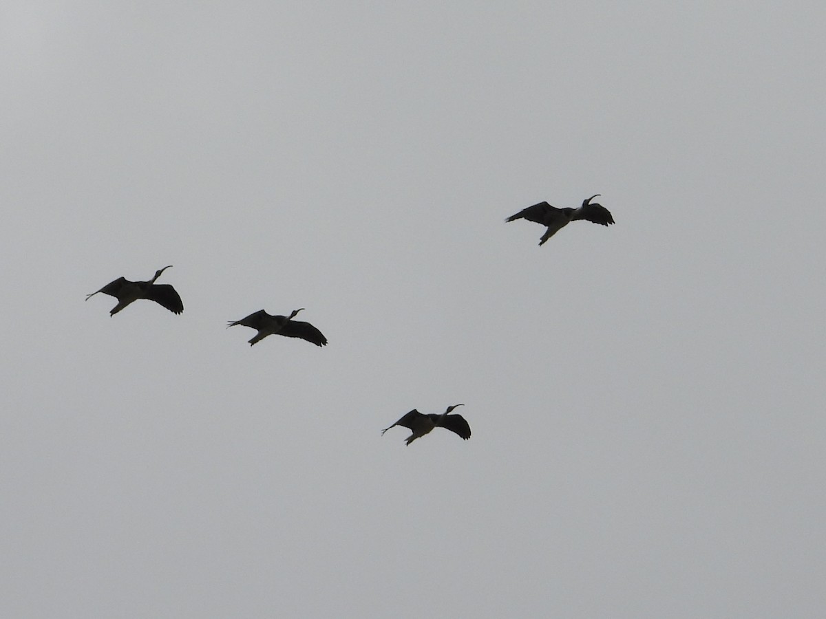 Straw-necked Ibis - ML643467506
