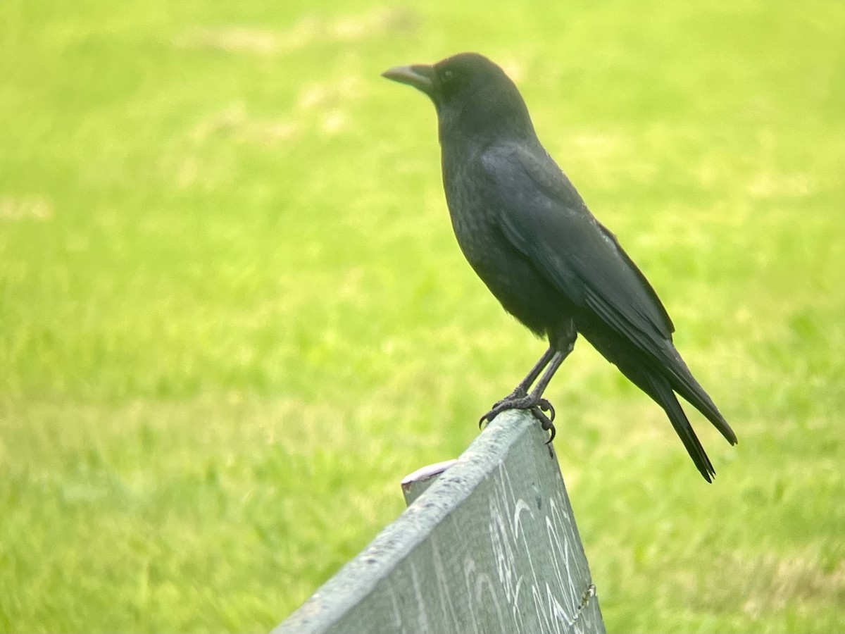アメリカガラス - ML643467507