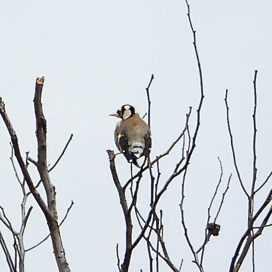 European Goldfinch - ML643467510