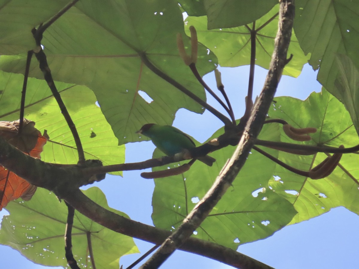 Rufous-winged Tanager - ML643467521