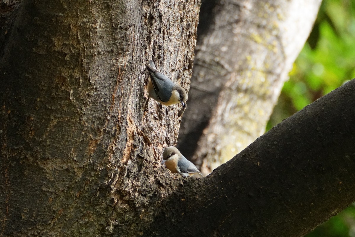 Pygmy Nuthatch - ML643467552