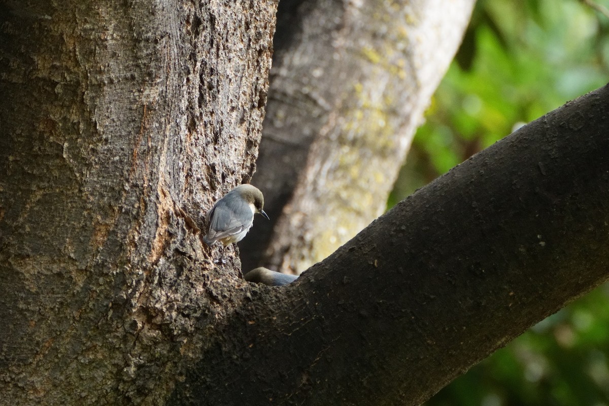 Pygmy Nuthatch - ML643467553