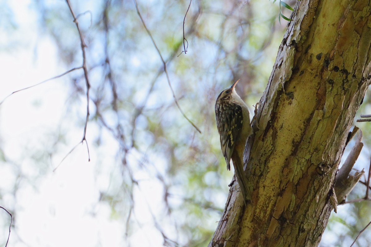 Brown Creeper - ML643467567