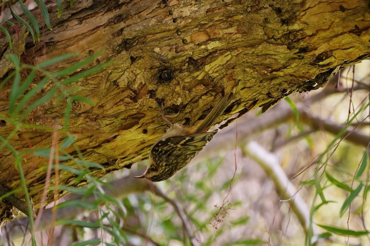 Brown Creeper - ML643467568