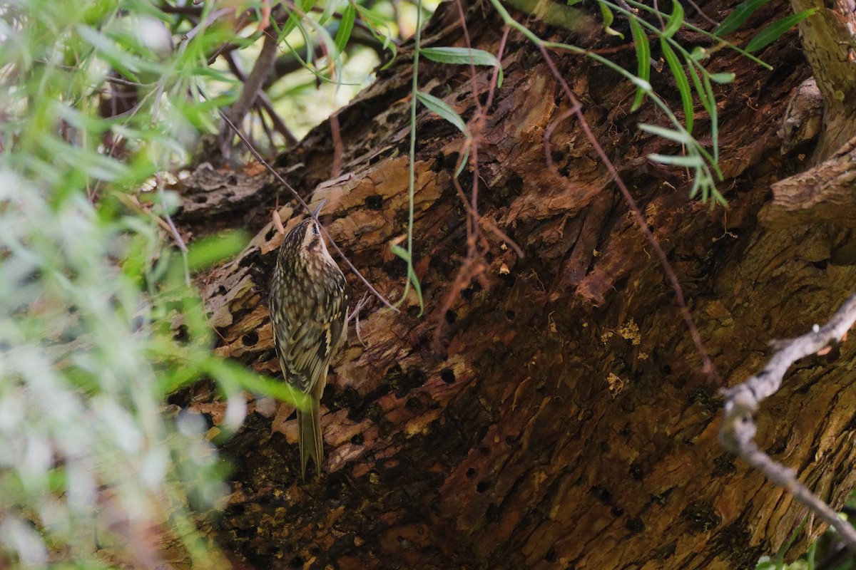 Brown Creeper - ML643467569