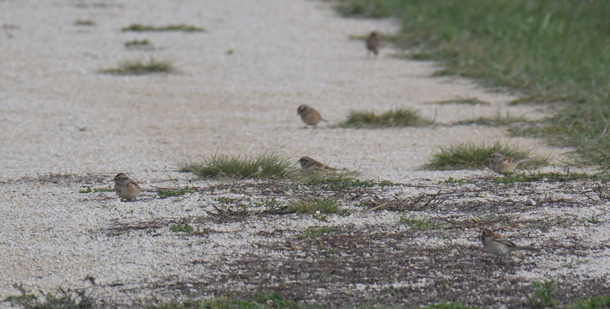 American Tree Sparrow - ML643467600