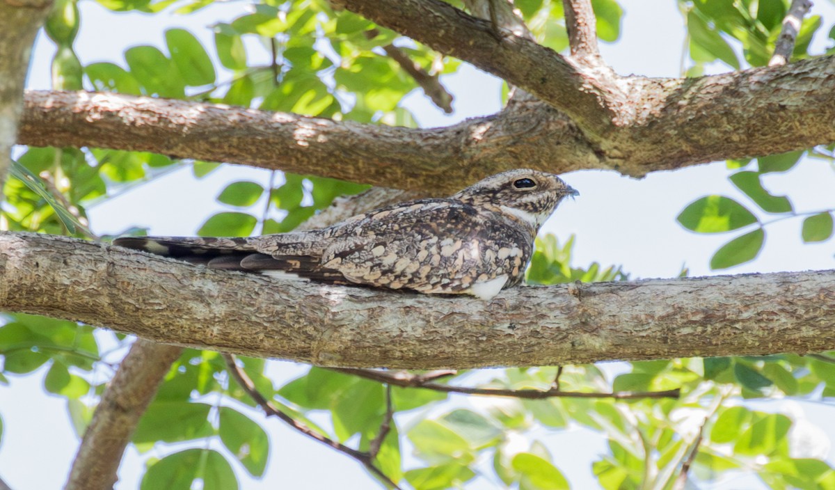 Lesser Nighthawk - ML643467601