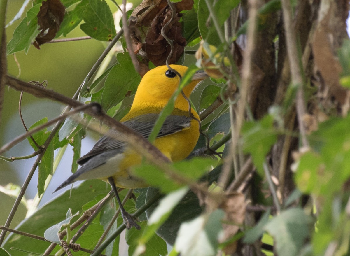 Prothonotary Warbler - ML643467607