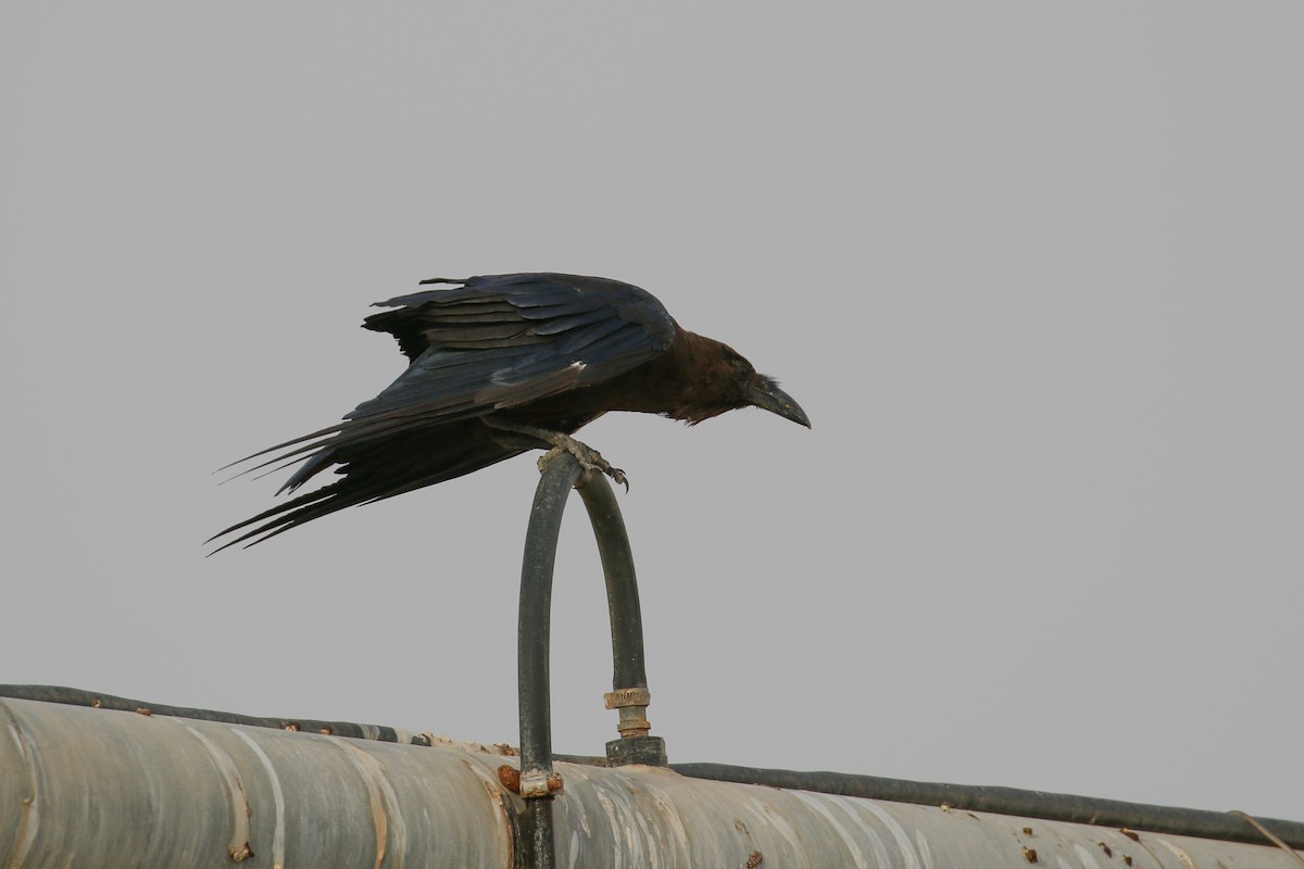 Brown-necked Raven - Tommy Pedersen