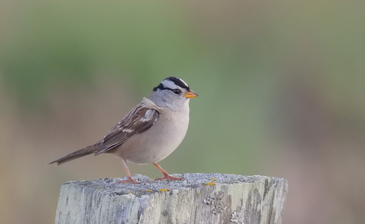 Bruant à couronne blanche - ML643467617