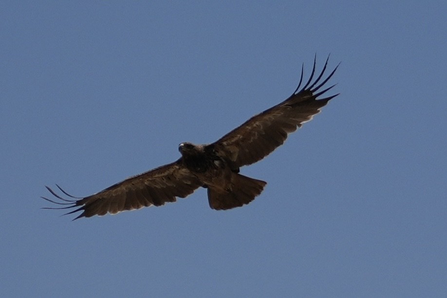 עיט סוואנות - ML643467634