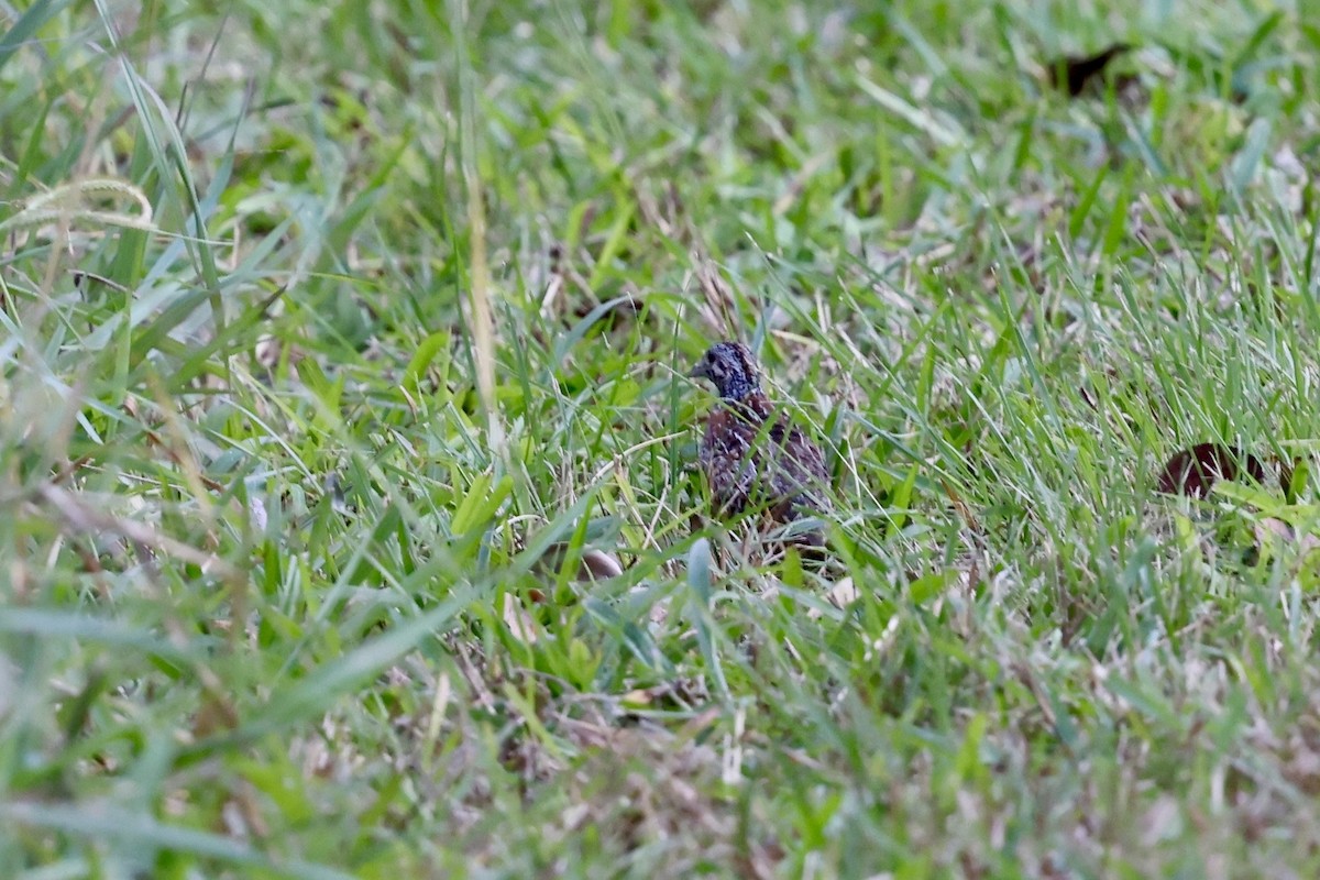 Painted Buttonquail - ML643467647