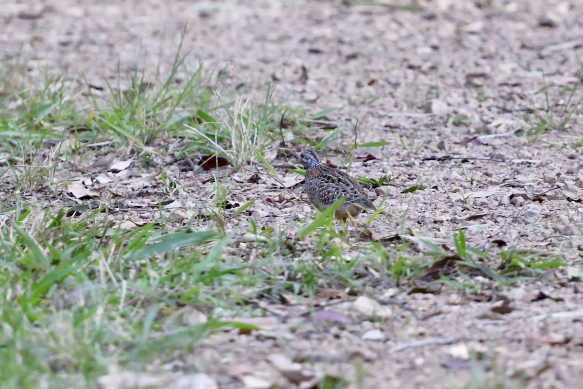 Painted Buttonquail - ML643467648