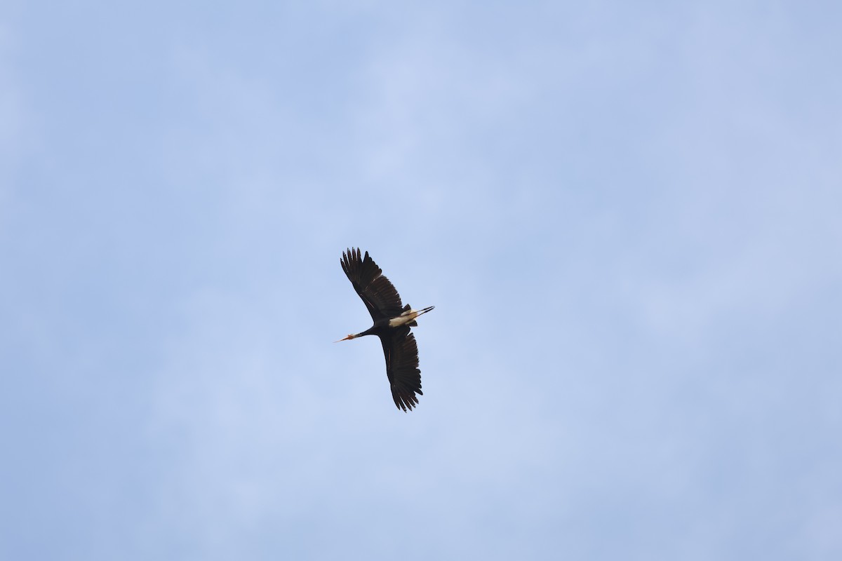 Storm's Stork - ML643467649