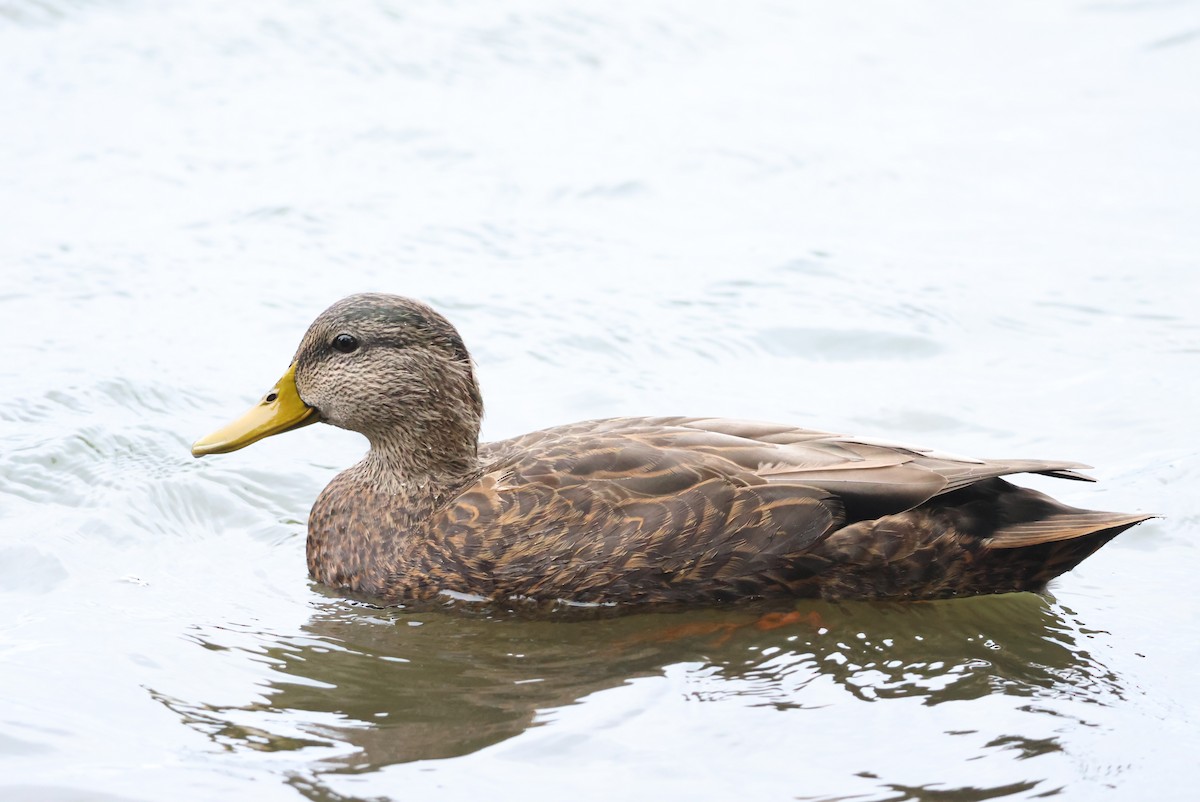 stokkand/rødfotand - ML643467653