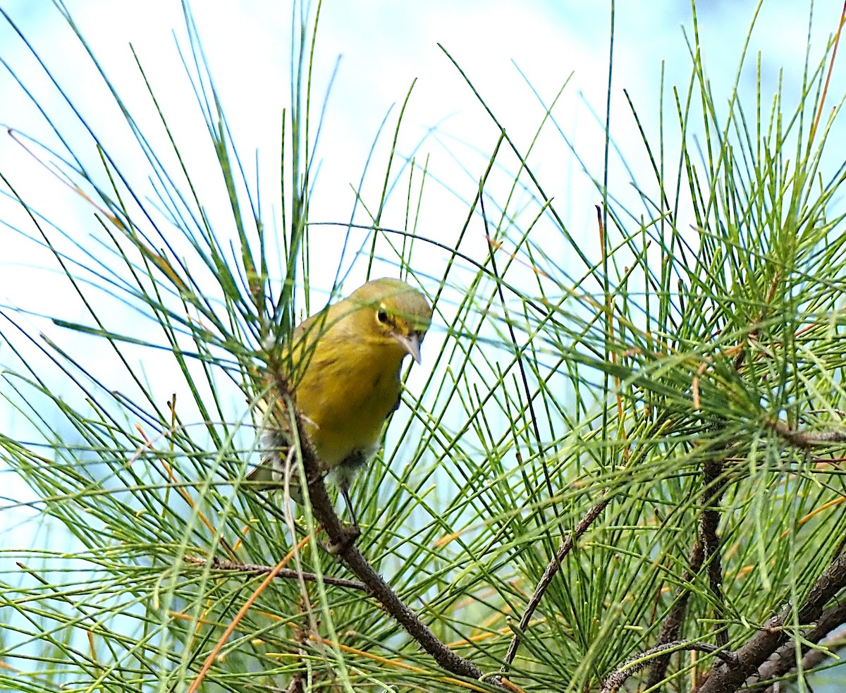 Pine Warbler - ML643467660