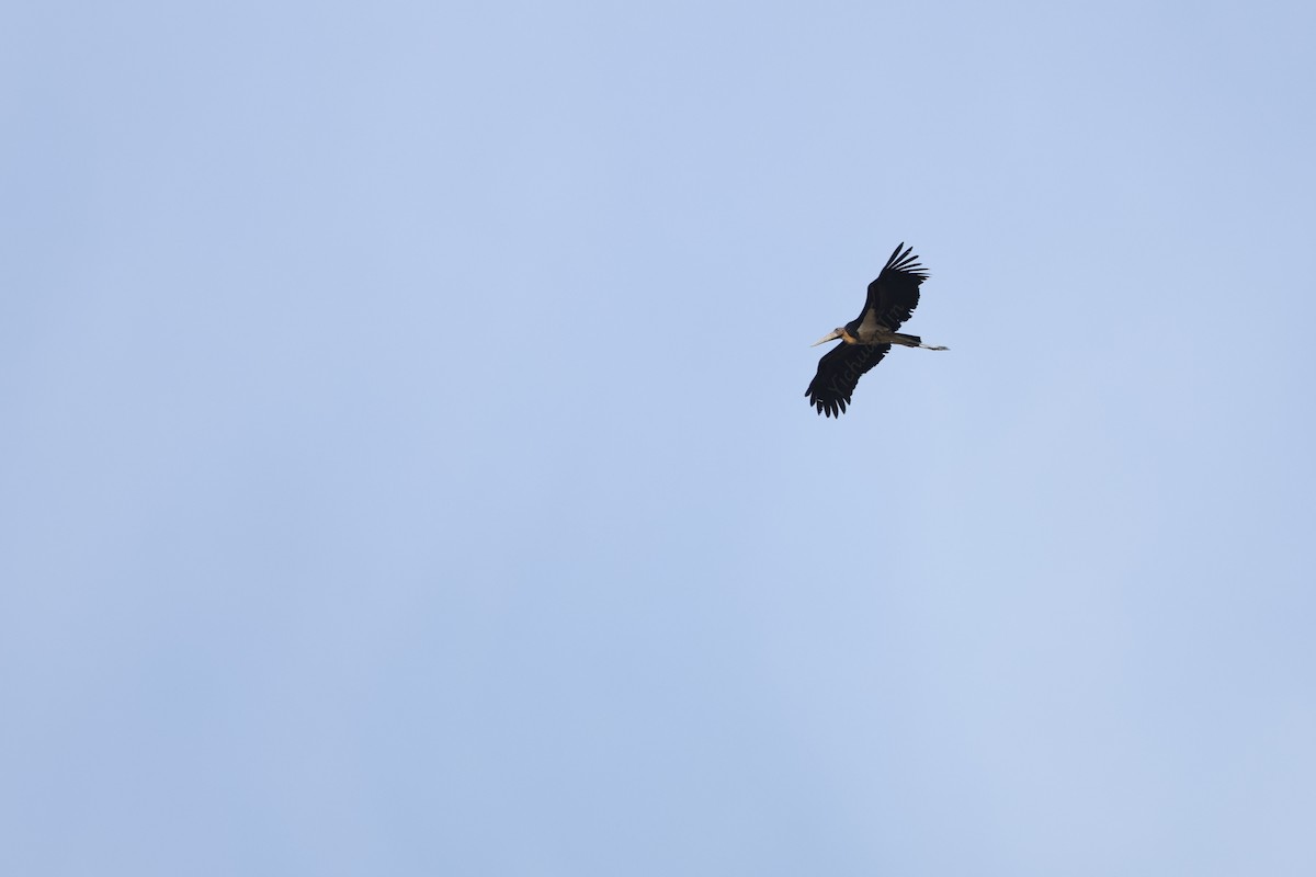 Lesser Adjutant - ML643467662