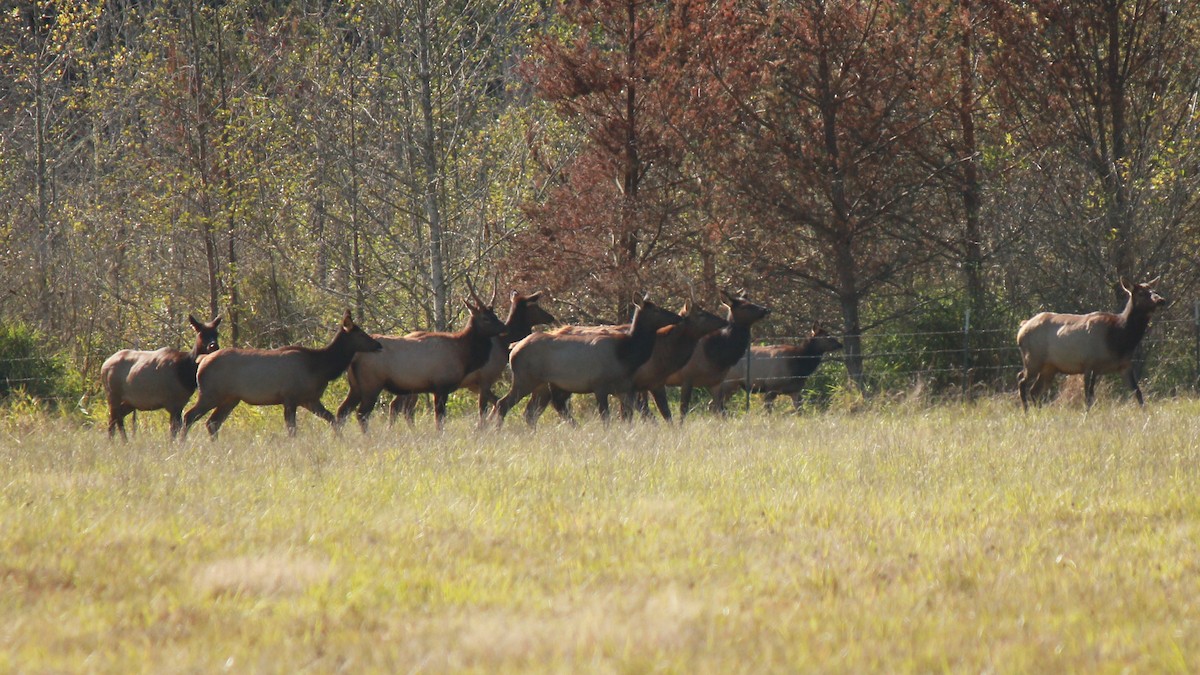 Roosevelt Elk - ML643467674