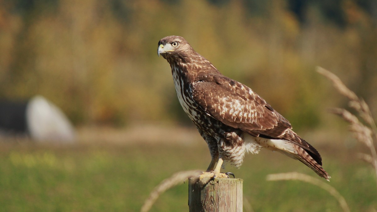 Red-tailed Hawk - ML643467681