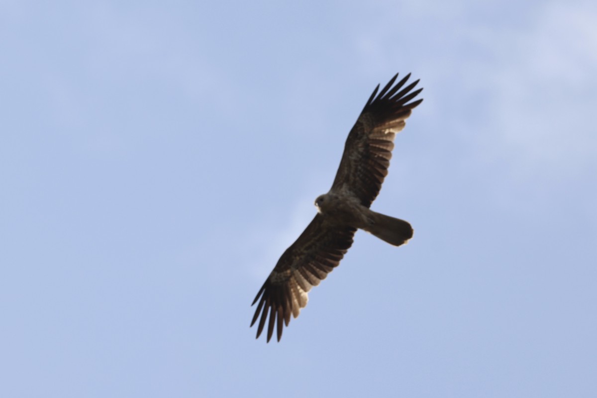 Keilschwanzmilan - ML643467686