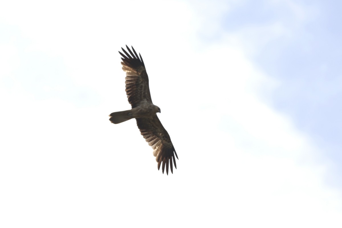 Keilschwanzmilan - ML643467687