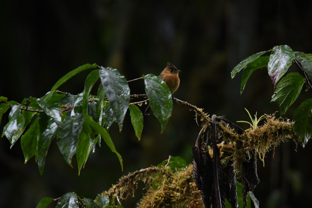 Tufted Flycatcher - ML643467694