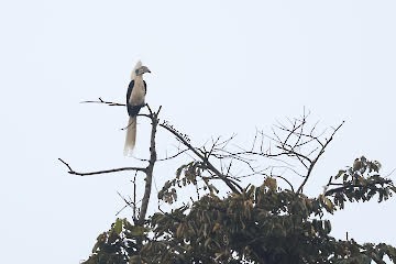 White-crowned Hornbill - ML643467700