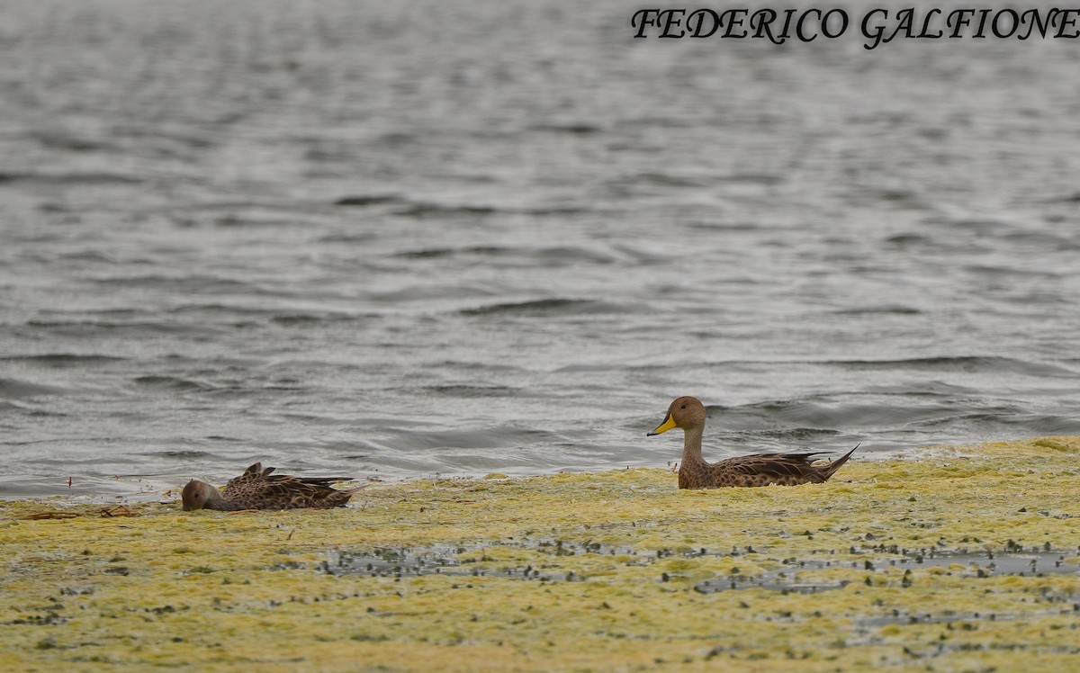 Yellow-billed Pintail - ML643467703