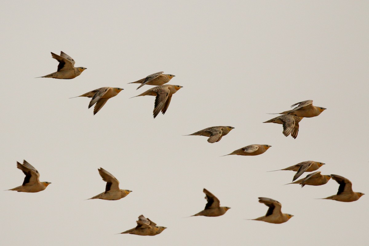 Spotted Sandgrouse - ML64346771