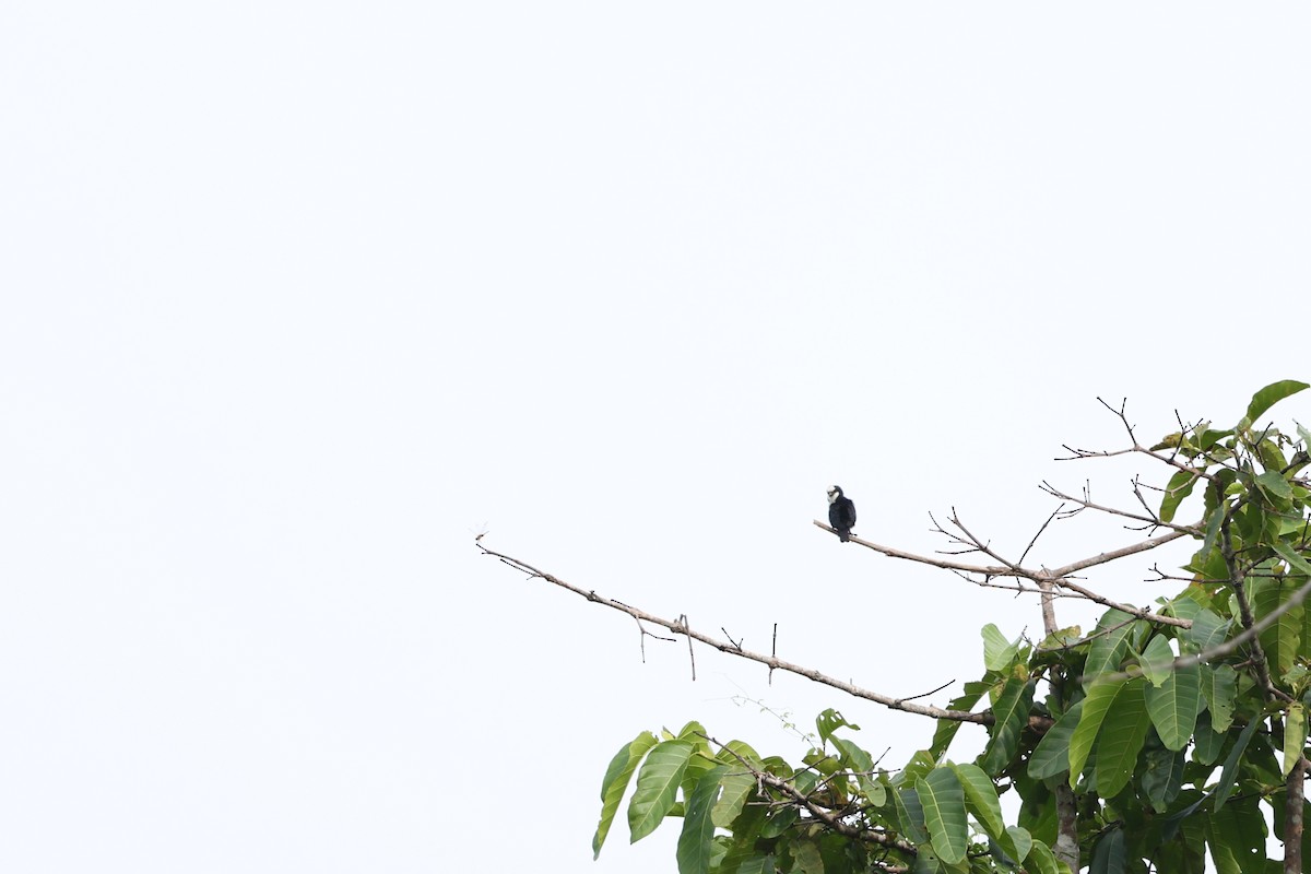 White-fronted Falconet - ML643467718