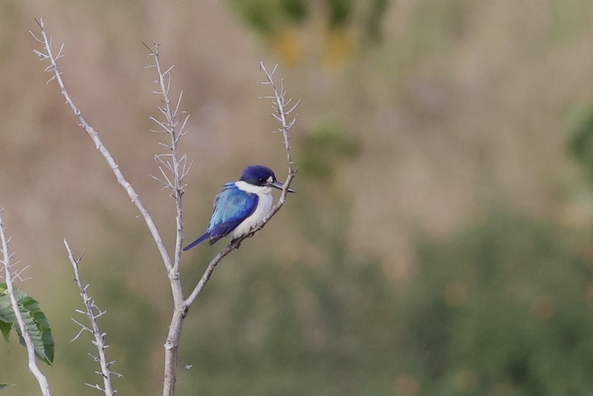 Forest Kingfisher - ML643467719