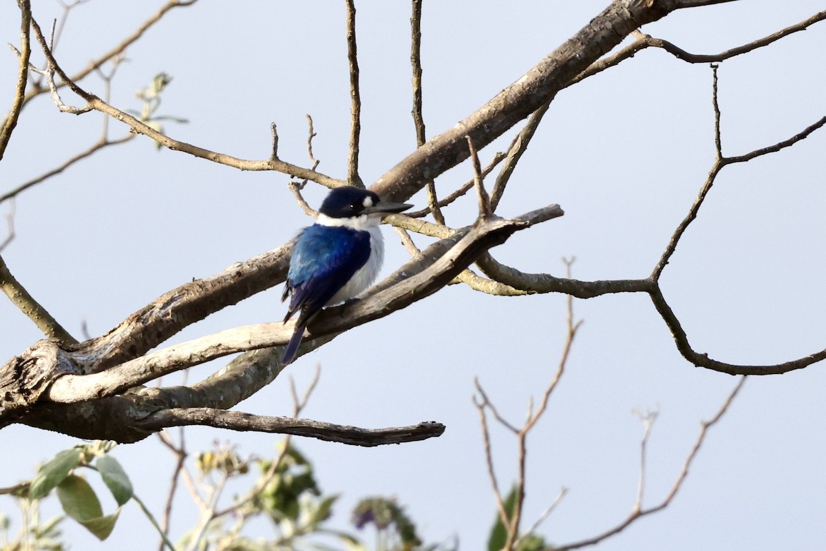 Forest Kingfisher - ML643467720