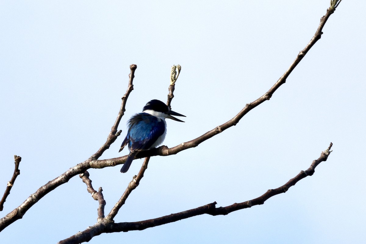 Forest Kingfisher - ML643467721