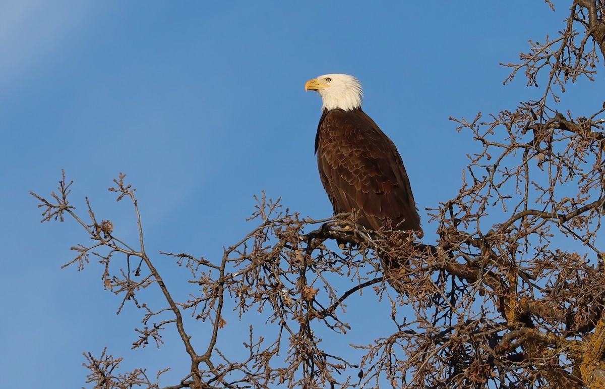 Bald Eagle - ML643467722